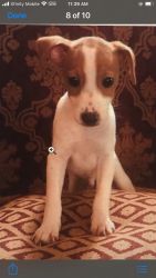 Lovable Jack Russell Puppy Needs a Home
