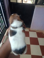 Jack russel terrier puppy