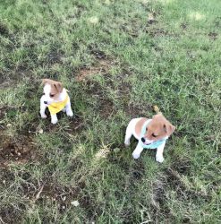 humorous Jack Russell Terrier Puppies