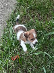 Jack Russell Terriers for sale