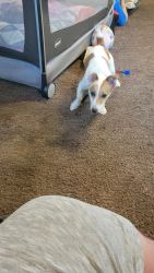 Jack Russell terrier needs new home 7 months old