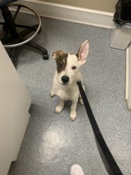 Puppy looking for a home