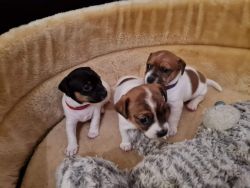 Adorable Jack russels Puppies