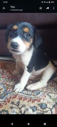 Two month old jack russell terrier