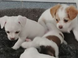 Sweet Jack Chion puppies
