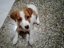 Jack Russell Terrier in Bangalore