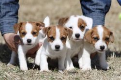 Jack Russell Puppies Ready Today