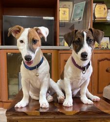 Jack Russel Terrier pups