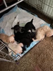 Terrier mix puppies