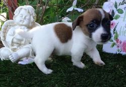 Good Quality Jack Russell Bitch Pup PureBred
