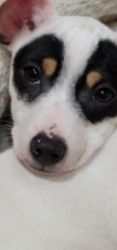 Sweet female jack russell puppy