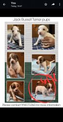 JRT puppies for sale