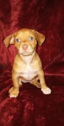 6 Week Old Jack Russell Terrier Puppies