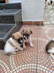 Puppies for sale! Active breed