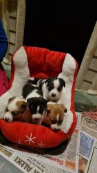 Jack Russell Puppies 10 weeks old litter