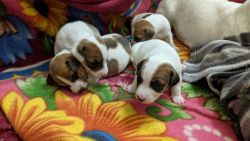Jack Russell pups for sale with KCI certificates