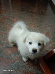 White Terrier(male) dog