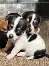 Jack-chi and Rat-chi puppies