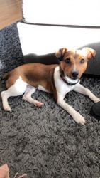 6 month old Jack Russell