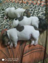 Hi friends, i want to sell my puppies