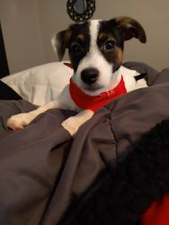 Adorable Jack Russell for adoption.
