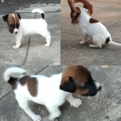 Jack Russell terrier puppies for sell