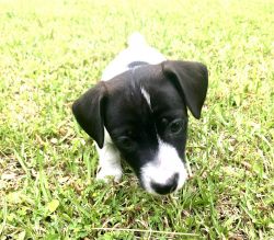 Jack Russell Terriets for sale