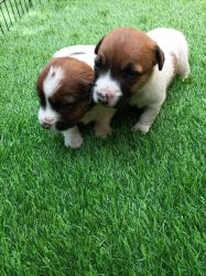 Lovely Jack Russell Terrier puppies