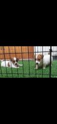 Jack russell terrier pups