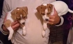 JACK RUSSELL-now $300.00 PUPPIES WANT YOU