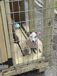Female AKC Registered Jack Russell Terrier