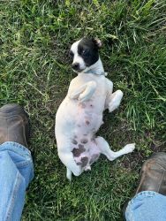 Jack russel males and female Kissimmee