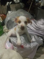 Jack Russell puppy female 8 weeks old