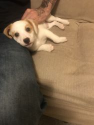 Jack Russell terrier puppy 13 weeks ready for a new home $600