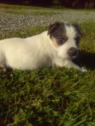 Family raised Jack Russell puppies