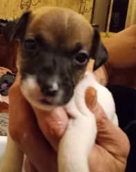 Registered Jack Russell Puppies