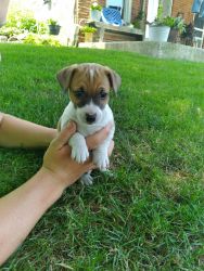 Male jack Russell puppies