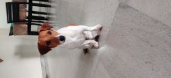 Jack Russel Terrier 11 months puppy fully vaccinated, KCI registered