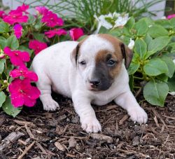Cute Jack Russell puppies!