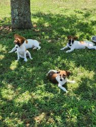 Adorable JACK RUSSELL PUPS!