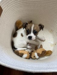 Jack Russell Sheltie Mix