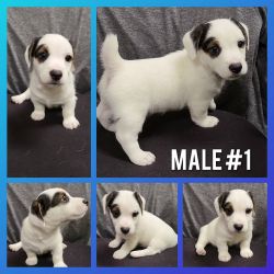 Purebred Jack Russell Terrier Puppies With Papers