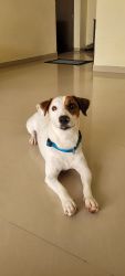 Jack russel terrier 1 year male Dog