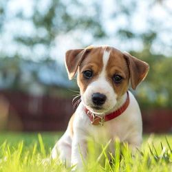 MALE AND FEMALE JACK RUSSELL PUPPIES DNA TESTED