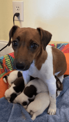 Jack Russell Terrier Puppies for sale. NKC Registered