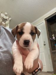 Jack Russell terrier puppy
