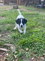 10-4-22 Jack Russell Terrier puppies
