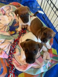 Jack Russell Puppies - NKC Registered!