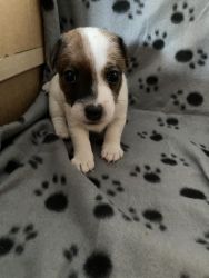 Jack russel puppies for sale in Miami Florida