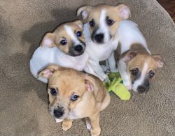 Jackhuahua puppies for rehome